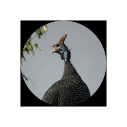 Canon Lornetka Optyczna 10x30 IS II